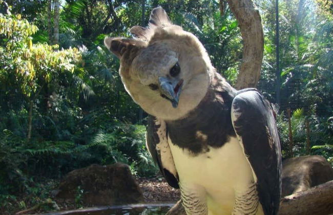 Ingresso do Parque das Aves - Foto 4